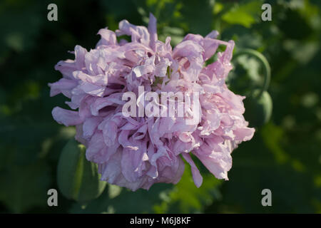 'Lilac Pompom', Pionvallmo Schlafmohn (Papaver somniferum) Stockfoto