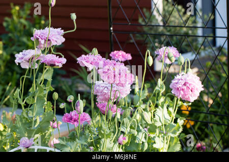 'Lilac Pompom', Pionvallmo Schlafmohn (Papaver somniferum) Stockfoto