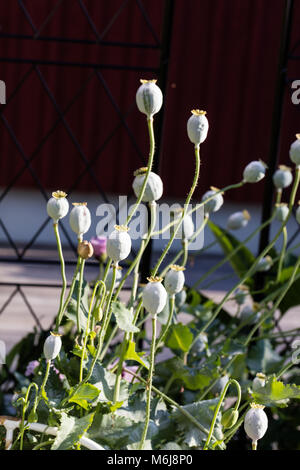 'Lilac Pompom', Pionvallmo Schlafmohn (Papaver somniferum) Stockfoto