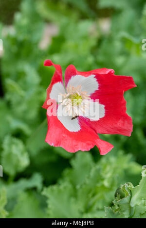 'Dannebrog', Pionvallmo Schlafmohn (Papaver somniferum) Stockfoto