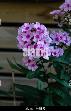 'Bright Eyes' Garten Phlox, Höstflox (Phlox paniculata) Stockfoto