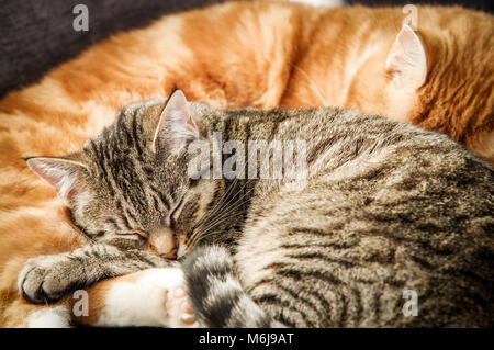 Eine junge Katze und einem großen nach Ginger cat zusammen gekuschelt in ihrem Schlaf Stockfoto