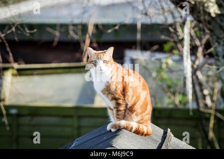 Große Ingwer Katze sitzt auf einem Schuppen, Aalen in Frühlingssonne Stockfoto