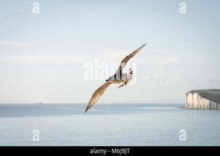 Möwe fliegen über Birling Gap, mit den weißen Klippen von Hoffnung Gapp im Hintergrund sichtbar - East Sussex, England Stockfoto