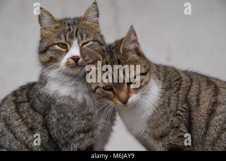 Zwei graue Katzen sitzen und kuscheln miteinander Stockfoto