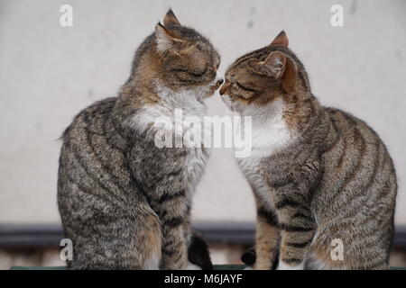 Zwei graue Katzen sitzen und kuscheln miteinander Stockfoto