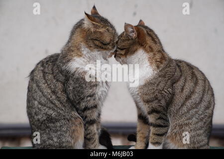 Zwei graue Katzen sitzen und kuscheln miteinander Stockfoto