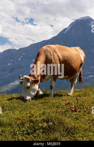 Brauner Berg Kuh grasen auf einer Alm in den Berner Alpen, Jungfrau Region, Bernerse Oberland, Schweiz Stockfoto