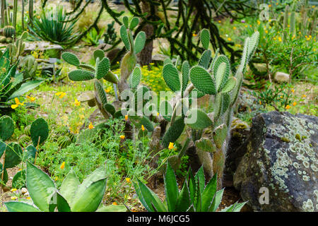 Tropischer Garten mit Kaktus Stockfoto