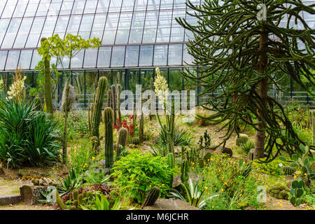 Kaktus in einem Wintergarten Glasshouse Stockfoto