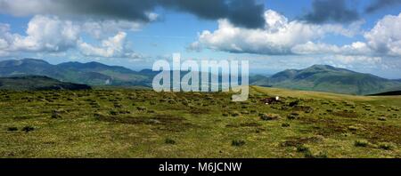 Herdwick-schafe auf dem Gipfel des Stybarrow Stockfoto