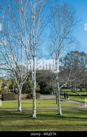 Drei silberne Birke Betula pendula Bäume in Trenance Gärten in Newquay Cornwall. Stockfoto