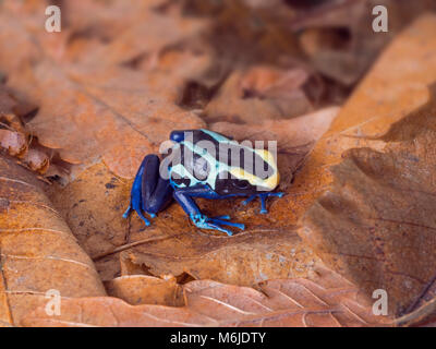 Poison dart Frog oder Dart - Pfeilgiftfrosch Dendrobates tinctorius Stockfoto