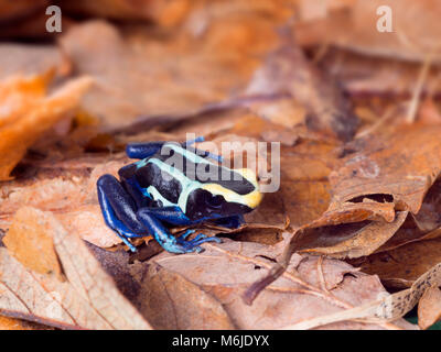 Poison dart Frog oder Dart - Pfeilgiftfrosch Dendrobates tinctorius Stockfoto