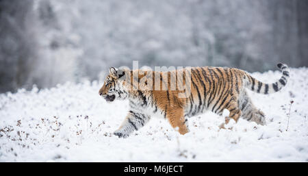 Junge sibirische Tiger im Schnee Stockfoto