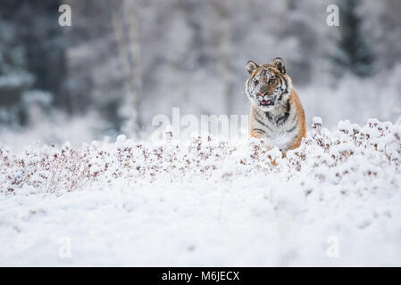 Junge sibirische Tiger im Schnee Felder Stockfoto