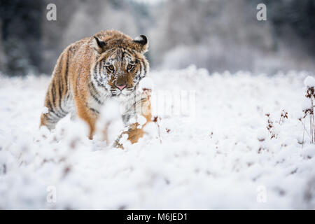 Junge sibirische Tiger schweigend Wandern im Schnee Felder auf die Kamera Stockfoto