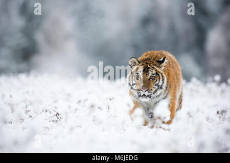 Junge sibirische Tiger schweigend Wandern im Schnee Felder auf die Kamera Stockfoto