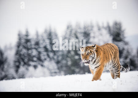 Junge sibirische Tiger im Schnee Stockfoto