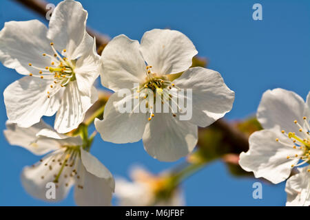Weiß Cherry Blossom gegen einen tiefen blauen Himmel kontrastiert. Stockfoto