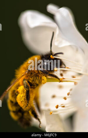 Eine Honigbiene es Beine in Pollen bedeckt auf einem weissen Kirschblüten Blume. Stockfoto