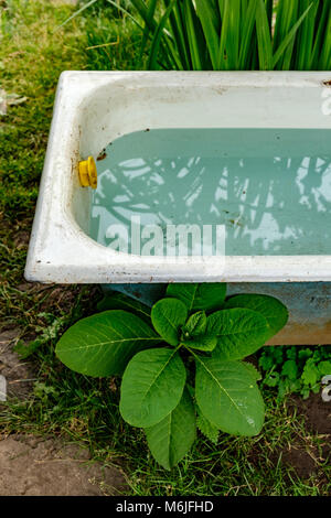 Alte Badewanne mit sauberem Wasser im Garten Stockfoto