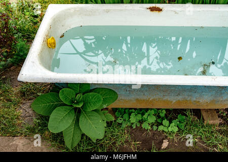 Alte Badewanne mit sauberem Wasser im Garten Stockfoto