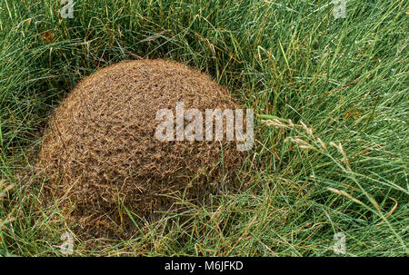 Kleine Ameisenhaufen versteckt im Gras in das Feld leuchtet durch Sonnenlicht Stockfoto