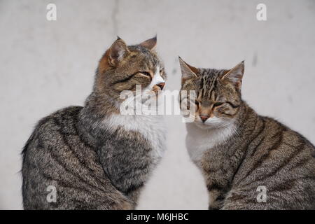 Zwei schöne graue Katze nebeneinander sitzen Stockfoto