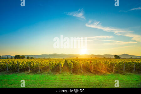 Bolgheri und Castagneto Weinberge sunrise Hintergrundbeleuchtung in den Morgen. Maremma Toskana, Italien, Europa. Stockfoto