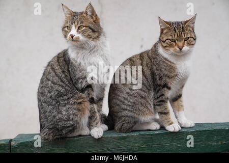 Zwei schöne graue Katze nebeneinander sitzen Stockfoto
