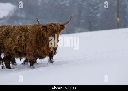 Highland Kuh, Bos taurus, Coo, Vieh, Jung und weiblich Nahrungssuche im Schnee Feld innerhalb der Cairngorms National Park bedeckt, Schottland Stockfoto