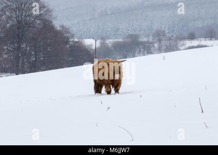 Highland Kuh, Bos taurus, Coo, Vieh, Jung und weiblich Nahrungssuche im Schnee Feld innerhalb der Cairngorms National Park bedeckt, Schottland Stockfoto