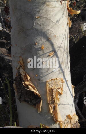Simbabwe Baum Stockfoto