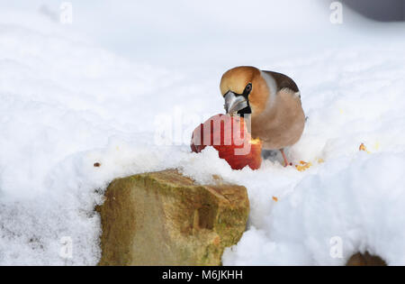Hawfinch essen Apple im Schnee Stockfoto
