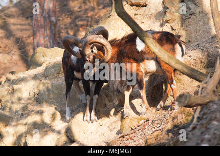 Die mufflons im Wald im Winter. Zwei Mufflons klettern auf den steilen Hügel. Wilde Tiere mit riesigen Hörnern in der Natur Lebensraum. Ovis orientalis Stockfoto