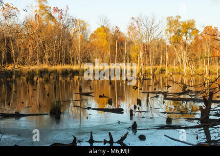 Holz im frühen Winter wo Biber, wurden Bäume einen Biberbau - gelbe Bäume im Wasser widerspiegelt mit Baumstümpfen übersät zu errichten und Anmelden Stockfoto