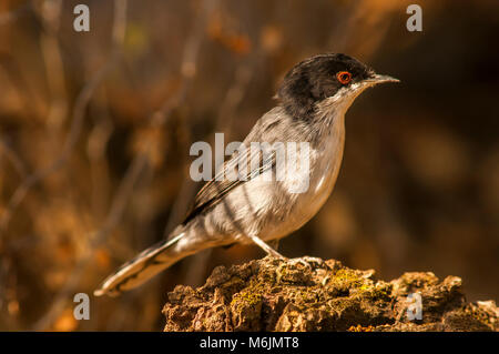 Sardische Warbler (Sylvia Melanocephala) zwischen ligh und Schatten Stockfoto