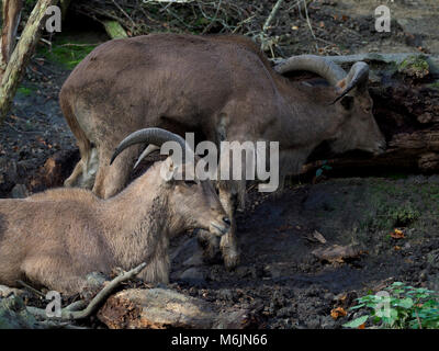 Fünf Schwestern Zoo, in der Nähe von Livingston, Schottland. Mähnenspringer. Stockfoto