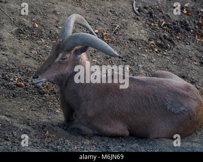 Fünf Schwestern Zoo, in der Nähe von Livingston, Schottland. Stockfoto