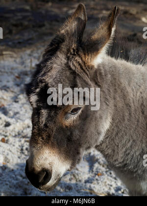 Fünf Schwestern Zoo, in der Nähe von Livingston, Schottland. Esel. Stockfoto