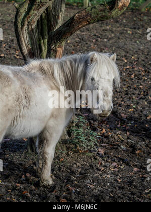 Fünf Schwestern Zoo, in der Nähe von Livingston, Schottland. Shetland pony. Stockfoto