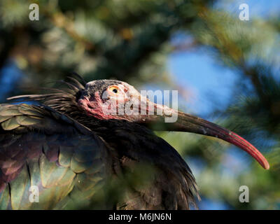 Fünf Schwestern Zoo, in der Nähe von Livingston, Schottland. Ibis. Stockfoto