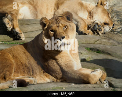 Fünf Schwestern Zoo, in der Nähe von Livingston, Schottland. Gerettet Löwinnen auf Felsen in der Sonne entspannen. Stockfoto