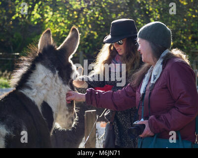 Fünf Schwestern Zoo, in der Nähe von Livingston, Schottland. Esel mit Besuchern. Stockfoto