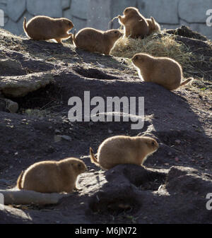 Fünf Schwestern Zoo, in der Nähe von Livingston, Schottland. Präriehunde. Stockfoto