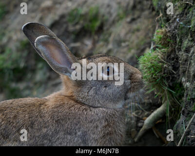 Fünf Schwestern Zoo, in der Nähe von Livingston, Schottland. Kaninchen. Stockfoto