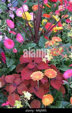 Mutig und schön - ein Aufstand der Farbe und Dichte Bepflanzung in einer Anzeige für einen Sommer im Garten Stockfoto