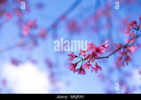 Royalty Free Stock Bild in hoher Qualität von Cherry Blossom Sakura (Prunus Cesacoides, wilde Himalayan Kirsche) im Frühling. Cherry Blossom Sakura Stockfoto