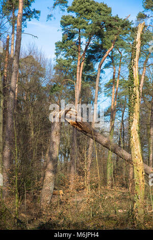 Gebrochene Bäume im Wald nach stürmischem Wetter in Gelderland, Limburg, Holland Stockfoto